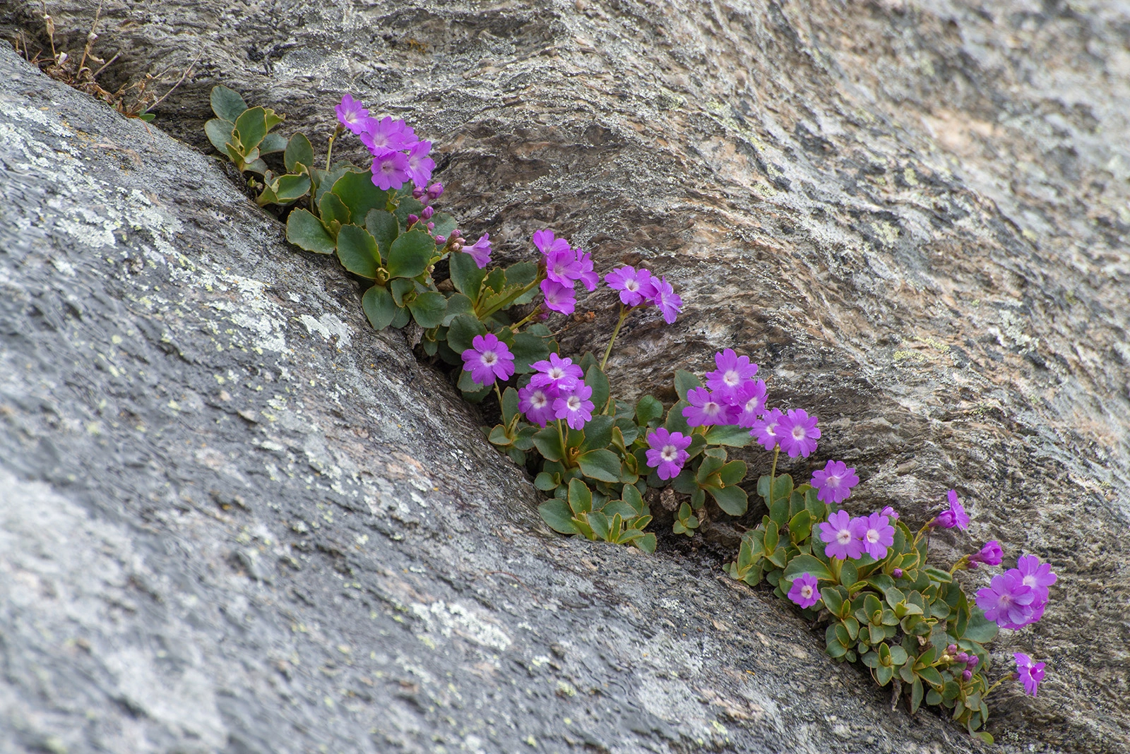 Photo Maurizio Broglio - Primula pedemontana